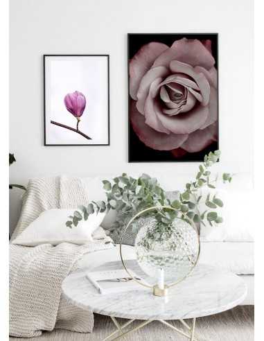 poster with a rose flower on a black background. Poster with a flower poster with a rose flower on a black background. Poster with a flower