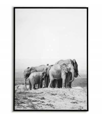 rodzina słoni, plakat skandynawski ze sloniem czarno biały