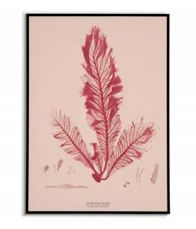 Plakat botaniczny z roślinami morskimi vintage retro. Glon o nazwie WORMSKIOLDIA