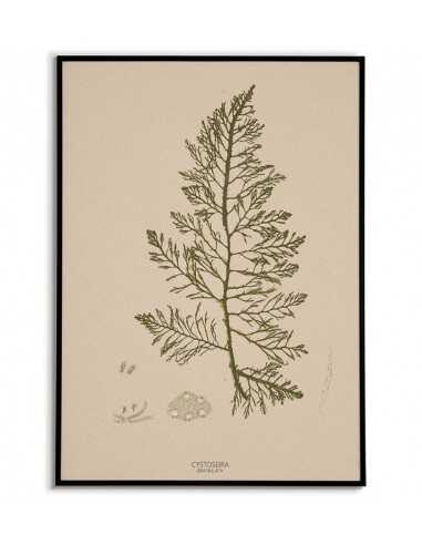 Botanical poster with vintage retro...