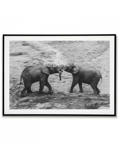 Two beautiful elephants - Black-white... Two beautiful elephants - Black-white...