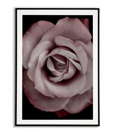 poster with a rose flower on a black background. Poster with a flower