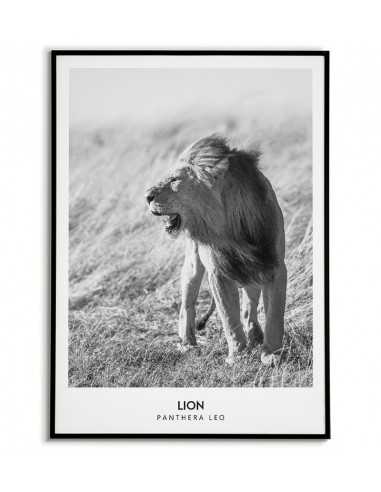 plakat z lwem i napisami, czarno biały wykonany w stylu skandynawskim
