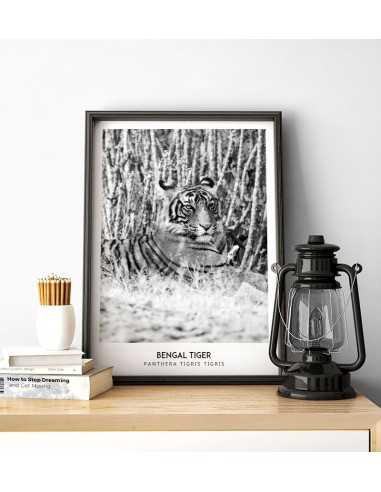 Wild tiger - Scandinavian poster Wild tiger - Scandinavian poster