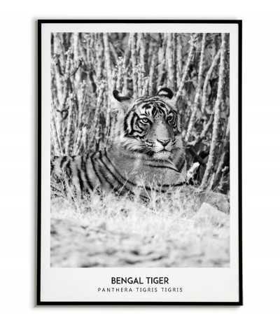 Wild tiger - Scandinavian...