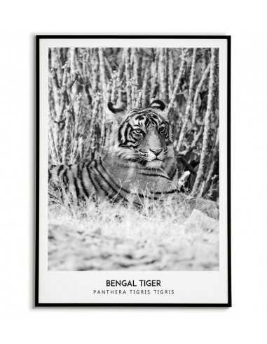 Wild tiger - Scandinavian poster