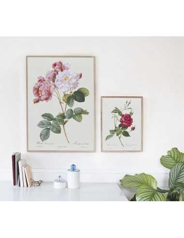 Damask rose botanical poster with... Damask rose botanical poster with...