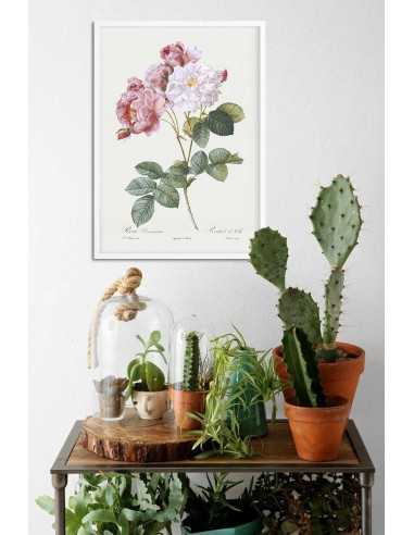 Damask rose botanical poster with... Damask rose botanical poster with...