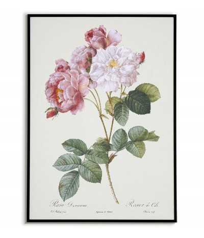 Damask rose botanical...
