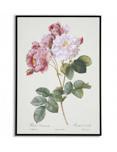 Damask rose botanical poster with...