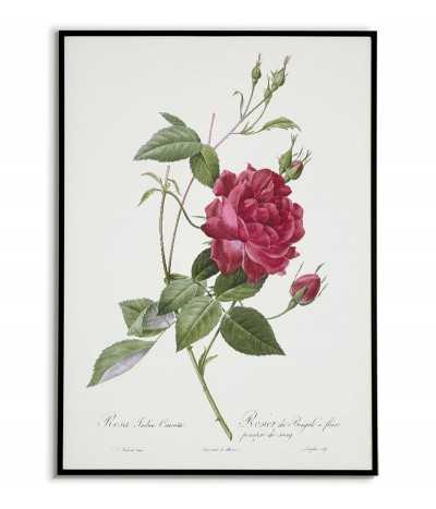 Rosa indica cruenta...