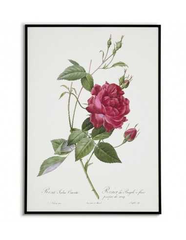 Plakat botaniczny vintage z czerwoną różą na plakacie edukacyjnym znajduje się kwiat i podpis z jego nazwą