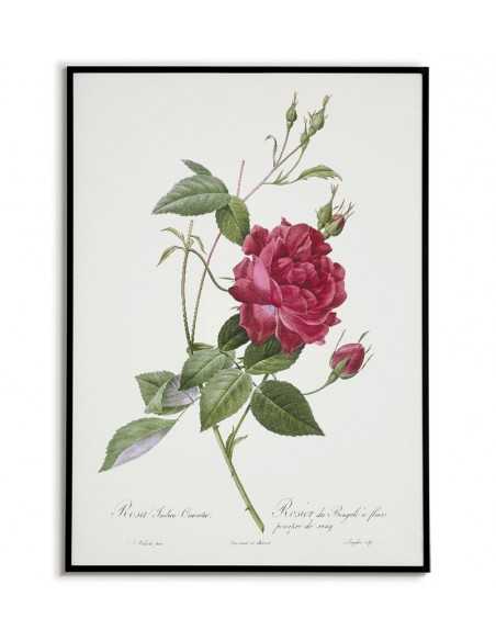 Plakat botaniczny vintage z czerwoną różą na plakacie edukacyjnym znajduje się kwiat i podpis z jego nazwą