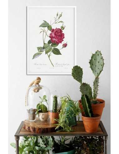Rosa indica cruenta botanical poster... Rosa indica cruenta botanical poster...