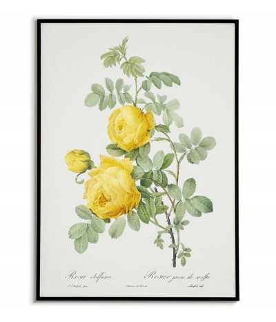 ROSA SULFUREA botanical...