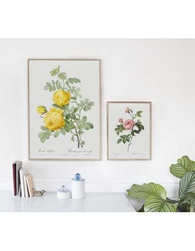 ROSA SULFUREA botanical poster with... ROSA SULFUREA botanical poster with...