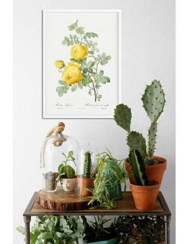 ROSA SULFUREA botanical poster with... ROSA SULFUREA botanical poster with...