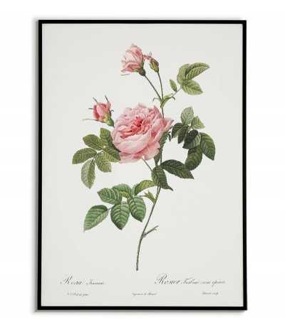 ROSA INERMIS botanical...