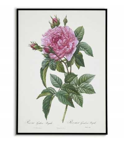 ROSA GALLICA REGALI...