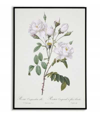 ROSA CAMPANULATA Botanical...