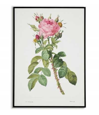 Plakat z różą botaniczny, piękna czerwona róża z kolcami