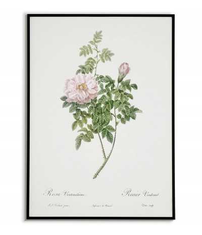 ROSEA VENTENATIANA...