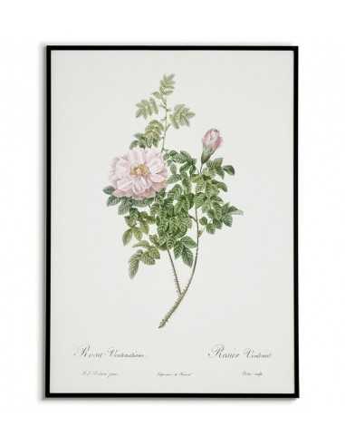 ROSEA VENTENATIANA botanical poster...