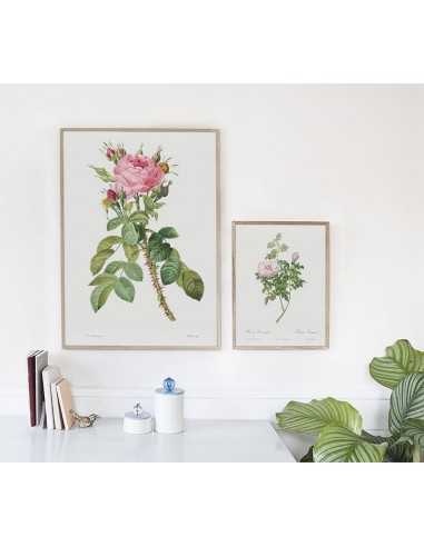 ROSEA VENTENATIANA botanical poster... ROSEA VENTENATIANA botanical poster...