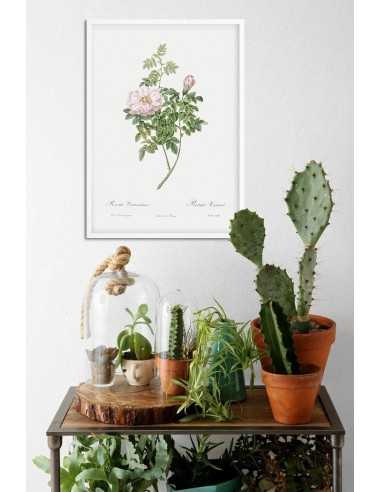 ROSEA VENTENATIANA botanical poster... ROSEA VENTENATIANA botanical poster...