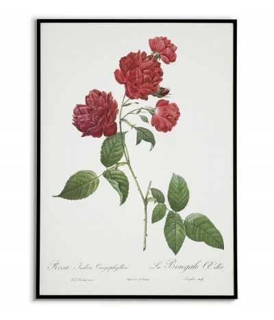 ROSA INDICA Botanical...