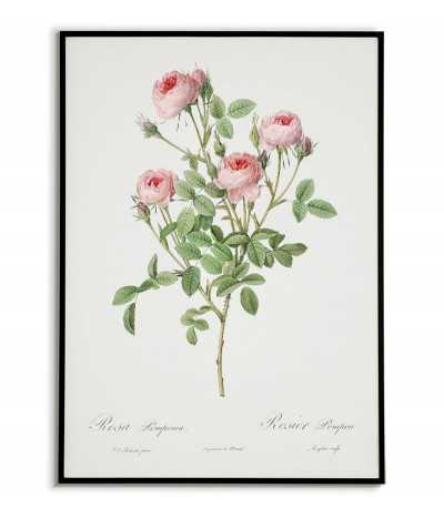 ROSA LOMPONIA botanical...