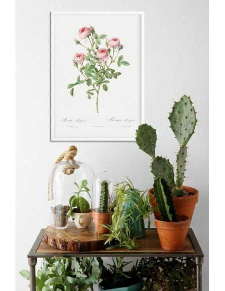 Plakat vintage z roślinom do ramki, plakat z różą stary