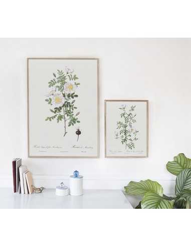 Plakat vintage z kwiatem i białą różą, ręcznie malowany plakat botaniczny z kwiatem Plakat vintage z kwiatem i białą różą, ręcznie malowany plakat botaniczny z kwiatem