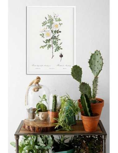 Plakat vintage z kwiatem i białą różą, ręcznie malowany plakat botaniczny z kwiatem Plakat vintage z kwiatem i białą różą, ręcznie malowany plakat botaniczny z kwiatem