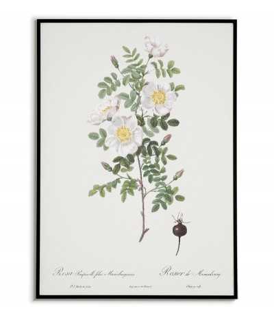 ROSA PIMPINELLIFOLI...