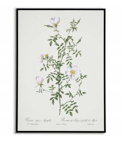 ROSA SEPIUM Botanical...