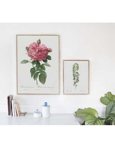 ROSA GALICIA botanical poster with... ROSA GALICIA botanical poster with...