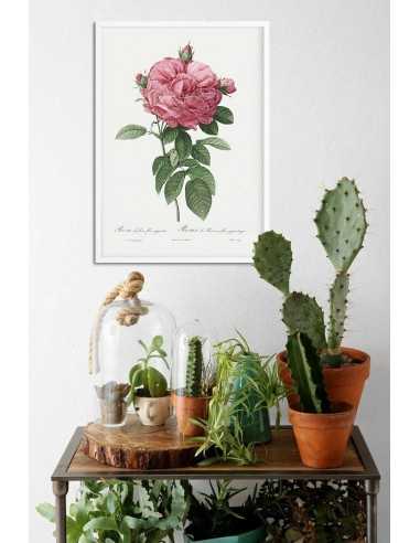 ROSA GALICIA botanical poster with... ROSA GALICIA botanical poster with...