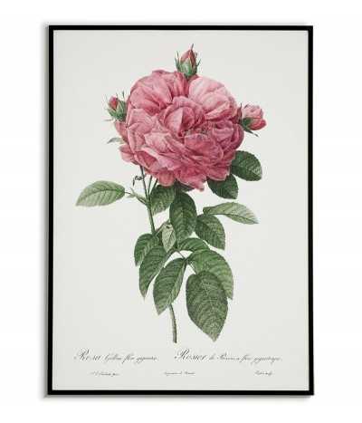 ROSA GALICIA botanical...