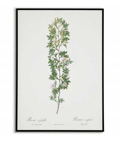 ROSA ACIPHYLLA Botanical...