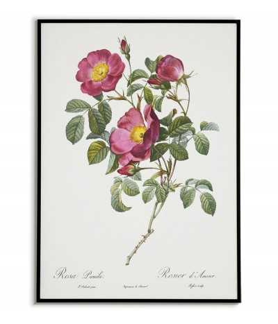 ROSA PUMILA Botanical...