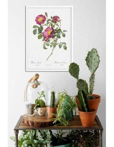 Plakat vintage botaniczny z kwiatem i rośliną. Plakat z kwiatem czerwonej róży Plakat vintage botaniczny z kwiatem i rośliną. Plakat z kwiatem czerwonej róży