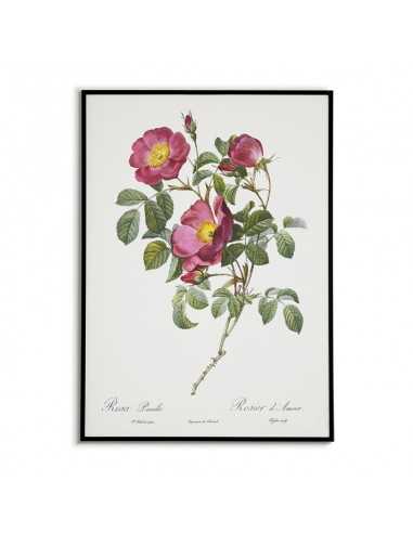 Plakat vintage botaniczny z kwiatem i rośliną. Plakat z kwiatem czerwonej róży Plakat vintage botaniczny z kwiatem i rośliną. Plakat z kwiatem czerwonej róży