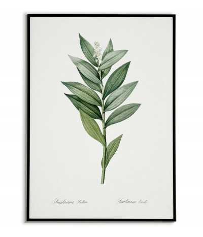 STAR FLOWERED botanical...