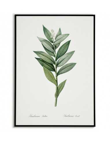 STAR FLOWERED botanical poster with...