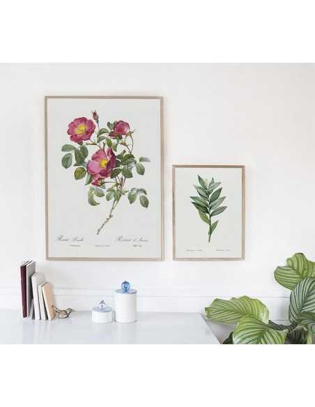 Plakat botaniczny z pięknym kwiatem, plakat rysowany ręcznie z rośliną w stylu vintage