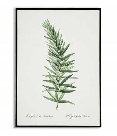 KOKORYCZKA OKÓKKOWA...