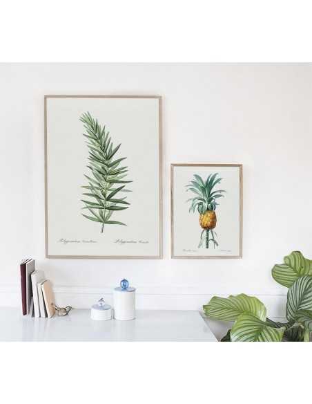 KOKORYCZKA OKÓŁKOWA plakat botaniczny z rośliną wykonany w starym stylu vintage
