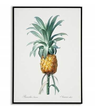 Pineapple botanical poster...
