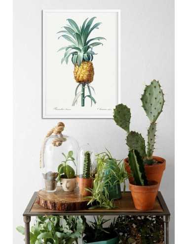 plakat botaniczny z ananasem ręcznie rysowany wykonany w stylu vintage plakat botaniczny z ananasem ręcznie rysowany wykonany w stylu vintage